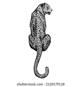 Leopard in engraving style isolated on white background. Hand drawn wildlife sitting animal. Vintage sketch cheetah. Tropical print predator. Vector graphic illustration.