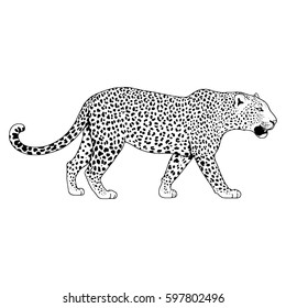 Leopard face tattoo ,Vector illustration, print