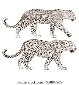 Leopard face tattoo ,Vector illustration, print