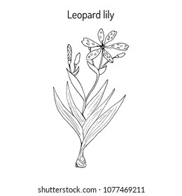 Leopard flower (Iris domestica), or Blackberry lily, medicinal plant. Hand drawn botanical vector illustration