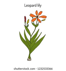 Leopard flower (Iris domestica), or Blackberry lily, medicinal plant. Hand drawn botanical vector illustration