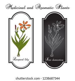 Leopard flower (Iris domestica), or Blackberry lily, medicinal plant. Hand drawn botanical vector illustration