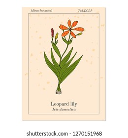 Leopard flower (Iris domestica), or Blackberry lily, medicinal plant. Hand drawn botanical vector illustration