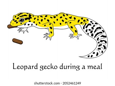 Leopard gecko during a meal. High Yellow. Character. Illustration. vector.