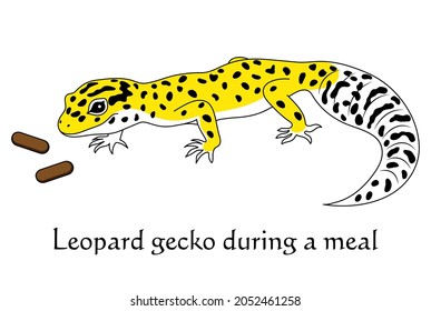 Leopard gecko during a meal. High Yellow. Character. Illustration. vector.