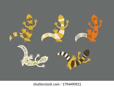 Leopard gecko set. Gecko lizard in different color. Reptile pet creative illustration. - Vector