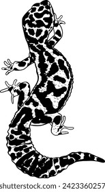 Leopard gecko vector illustration isolated