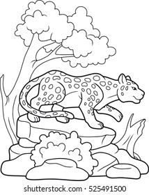 Leopard goes in search of prey
