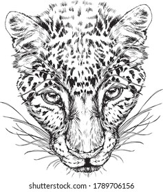 Tiger Head Hand Drawn Illustrationart Designwallinspiration Stock ...