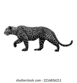 Leopard hand drawing. Vector illustration isolated on white background.