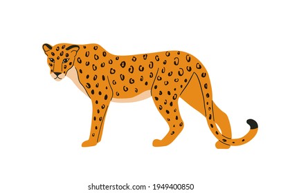 Leopard hand drawn illustration. Wild leopard illustration