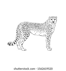 Leopard hand drawn inky sketch. African wild cat, cheetah black and white illustration. Monochrome jaguar engraving design element