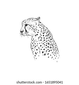 Leopard hand drawn inky sketch. African wild cat, cheetah black and white illustration. Monochrome jaguar realistic design element