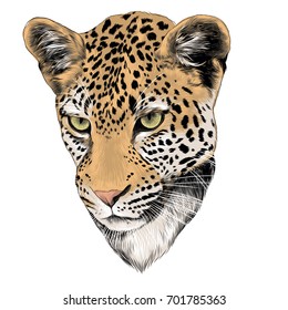 Leopard Head Color Drawing Sketch Vector Stock Vector (Royalty Free ...