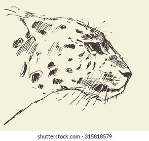 Leopard head, engraving style, vintage illustration, hand drawn, sketch