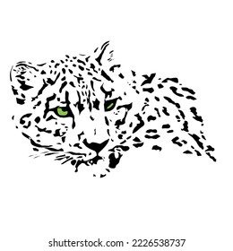 leopard head isolated white background  vector illustration