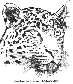 Leopard Face Images Photos Et Images Vectorielles De Stock Shutterstock