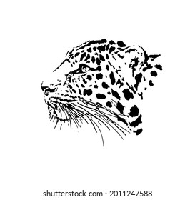 leopard head vector and graphics illustration black and white color