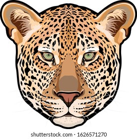 Leopard head in vector, Panthera pardus, big cat, wild animal