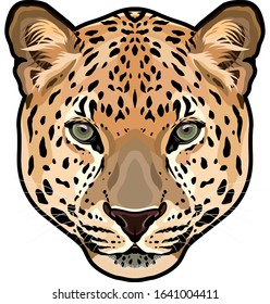 Leopard head in vector, Panthera pardus, big cat, wild animal