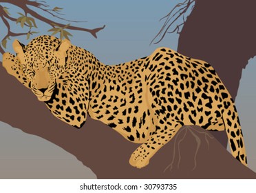 Leopard illustration