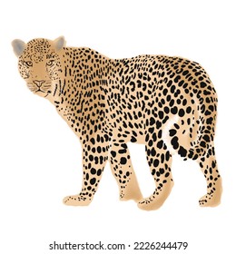 leopard illustration with hand drawn