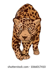 Leopard. Isolated animal.