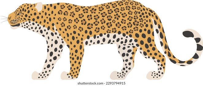 The leopard isolated on white background