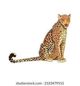 Leopard isolated on white background. The predator is sitting. African animal in cartoon style. Vector illustration.