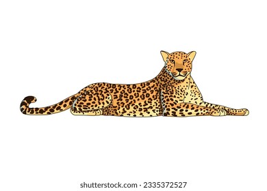 Leopard isolated on white background. The predator is in a lying position. African animal in cartoon style. Vector illustration.