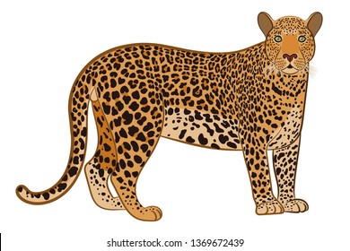 Serval Animal Isolated On White Background Stock Vector (Royalty Free ...