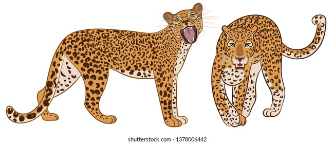Leopard or Jaguar. Predator's standing straight up. Vector illustration isolated on white background.