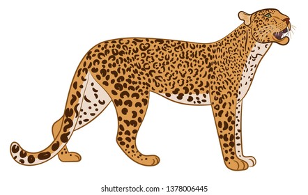 Leopard or Jaguar. Predator's standing straight up. Vector illustration isolated on white background.