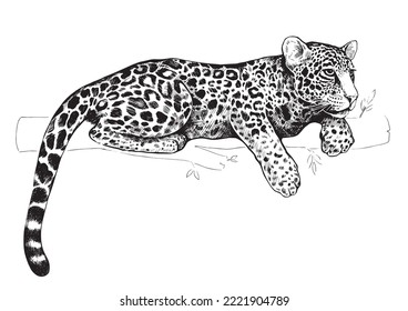 The leopard lies on a tree branch. Graphic black and white hand-drawn vector illustration isolated on white background.