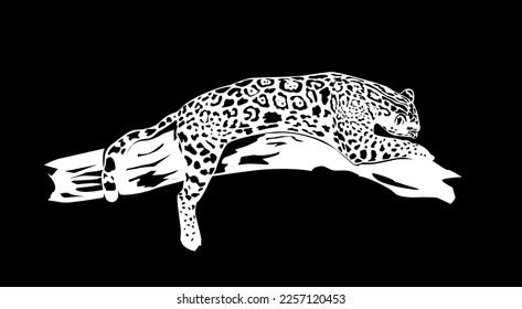 Leopard on a black background