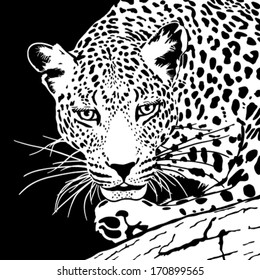 leopard  on a branch head in black and white colors