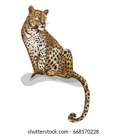 Leopard on white background, template, vector illustration
