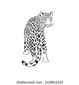 Leopard on white background. Vector Wild Animal. Safari.