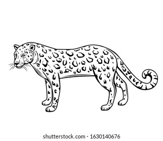 Leopard, outline animal. Panthera, puma or wild cat drawing vector illustration, isolated.