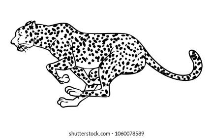 Leopardo Panthera pardus, color blanco y negro, diseño de Ilustración vectorial.