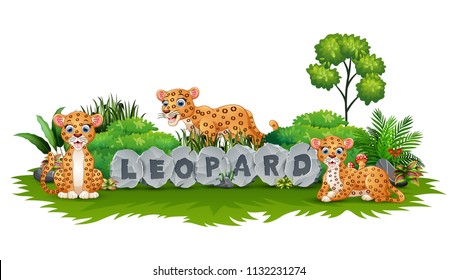 The leopard are playing in garden