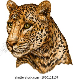 leopard portrait color drawing vector illustration