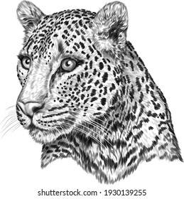 leopard portrait white black sketch  vector illustration drawing vector illustration