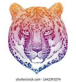 Leopard. Powerful animal isolated on white background. Cartoon portait of wild cat. Cute monster and predator for tattoo, poster, print. Cool vector design illustration.