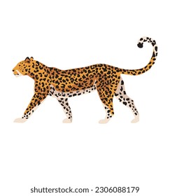 Leopard, predator, isolated african animal, wildlife. Vector illustration on white background