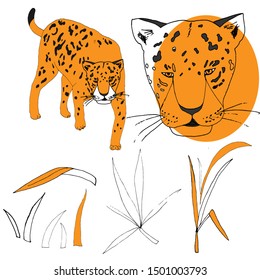 leopard predator from the jungle.on white background. Ready-made illustrations for postcards, posters, stickers, Souvenirs, notebooks, calendars, design.
Hand-drawn.Cartoon style. Vector