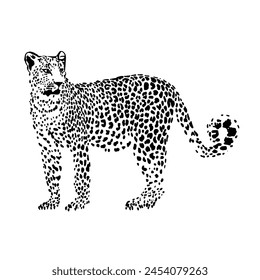 Estampado de leopardo para estampado de camiseta, cubierta, patrones.
Ilustración de gato depredador Vector blanco y negro aislado.