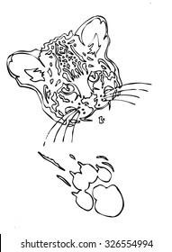 Leopard puma or jaguar face realistic graphics with print of paw contour black and white drawing isolated on white background vector