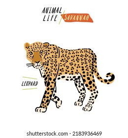 Leopard Savannah Animal Life Hand drawn Cartoon color illustration