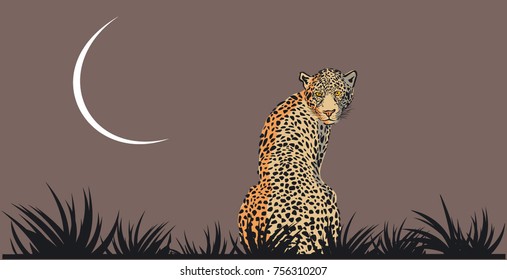 Leopard in savannah, vector illustration